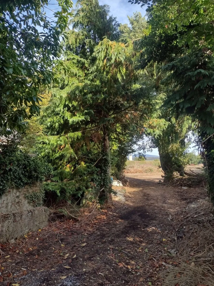 30 standing trees for sale €1000 for the lot - Image 4