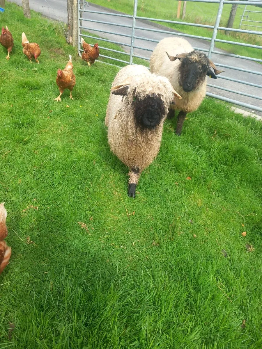 Valais blacknose Ram lamb - Image 4