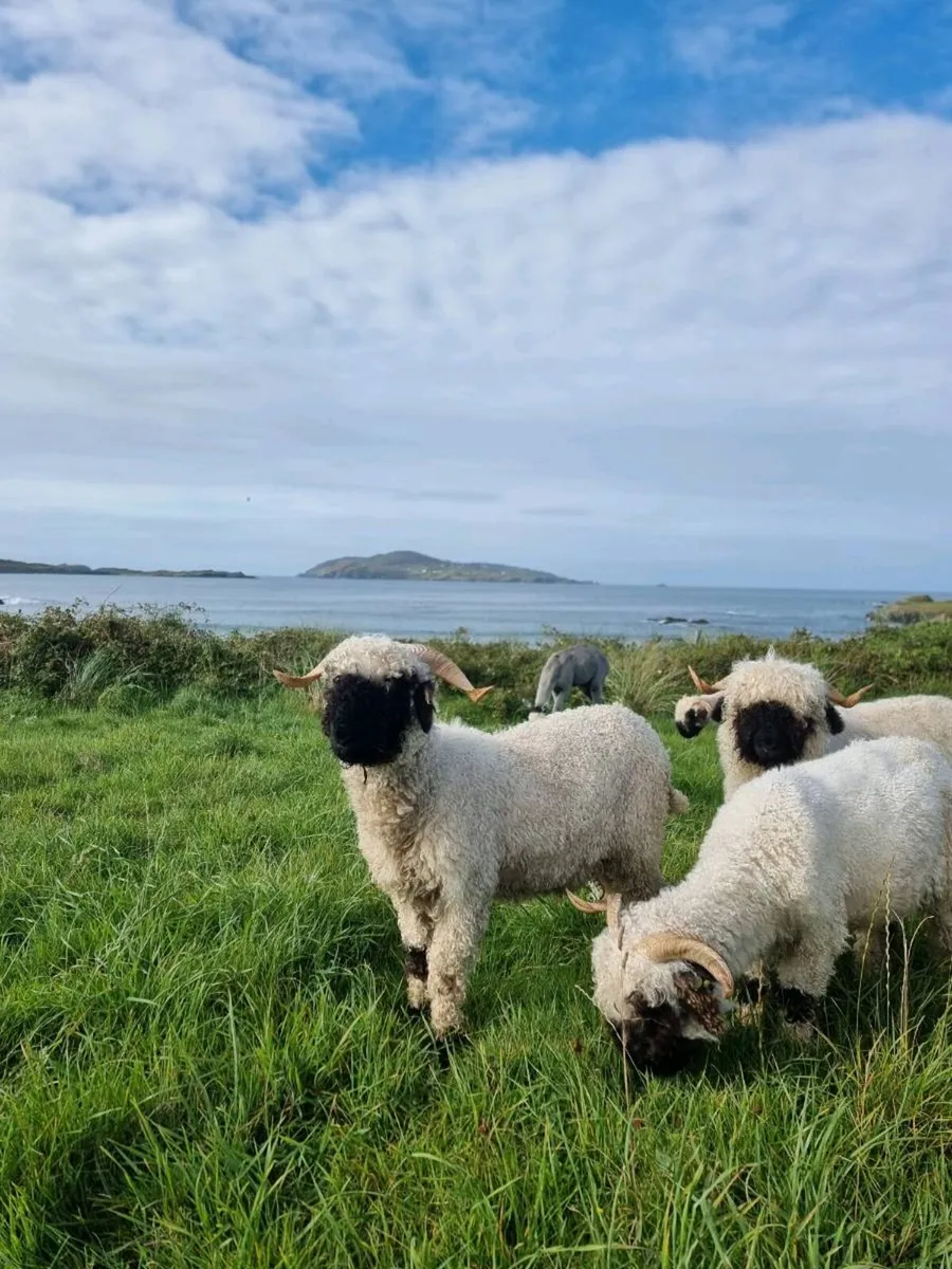 Valais Blacknose Sheep - 2 Female Hoggets - Image 3