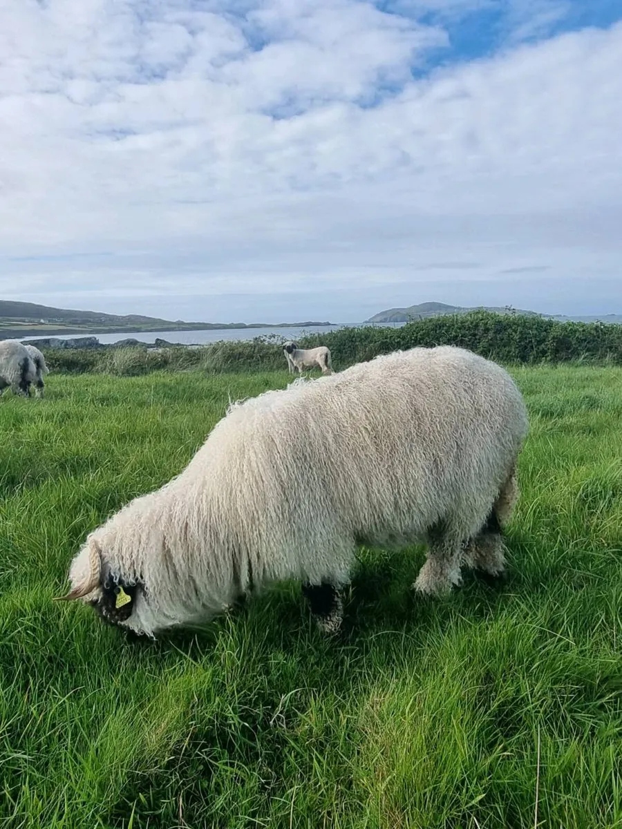 Valais Blacknose Sheep - 2 Female Hoggets - Image 4