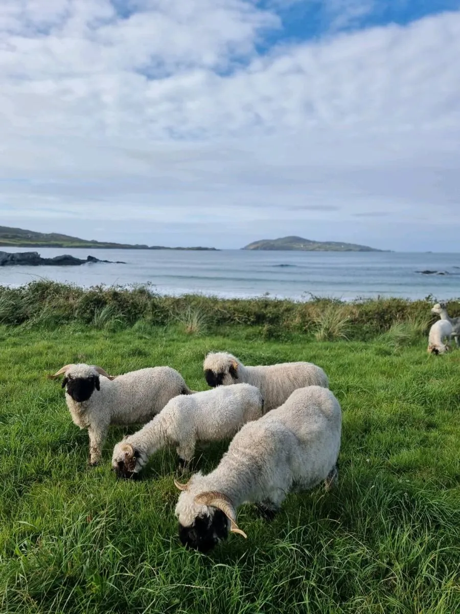 Valais Blacknose Sheep - 2 Female Hoggets - Image 2