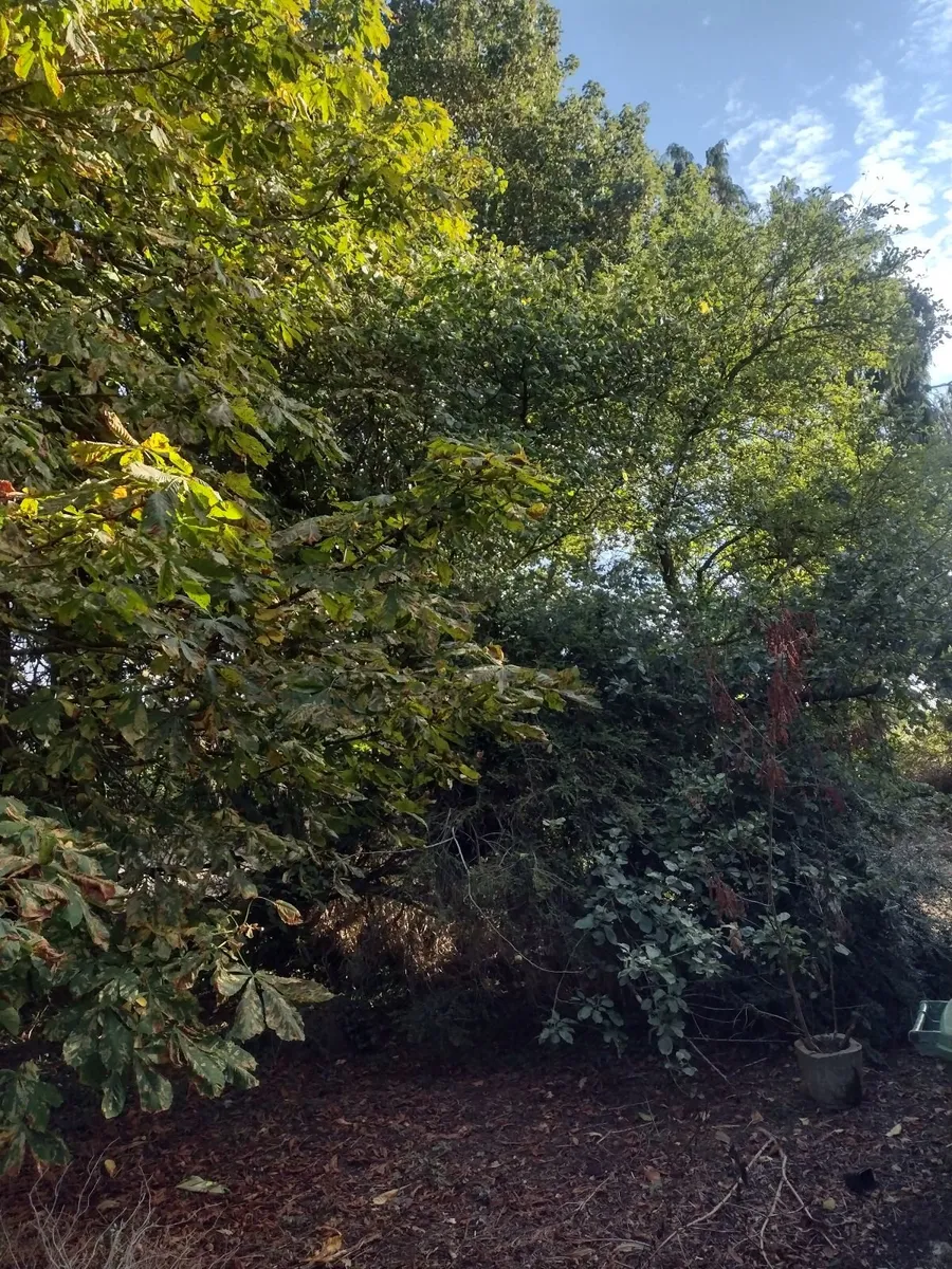 30 standing trees for sale €1000 - Image 4