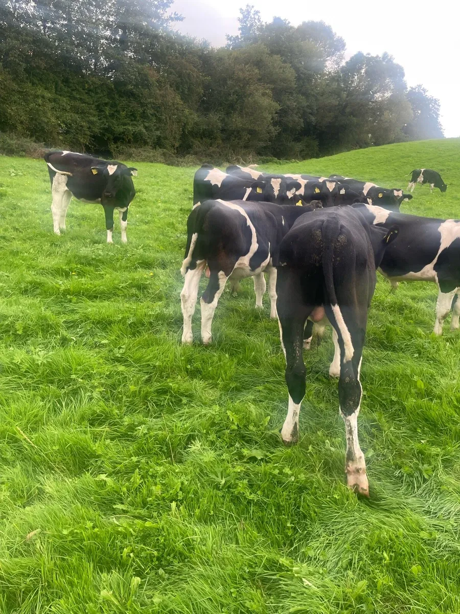 30 British Friesian Calves - Image 4