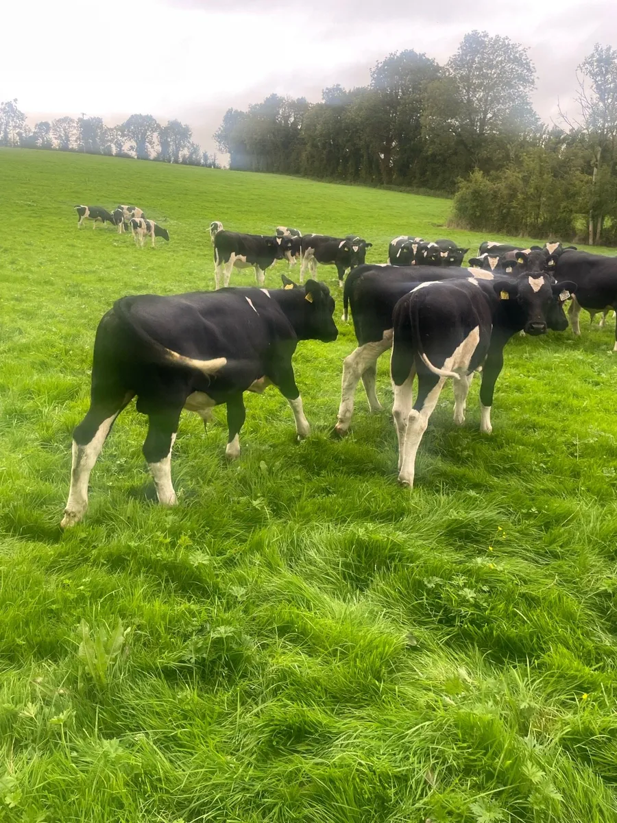 30 British Friesian Calves - Image 1