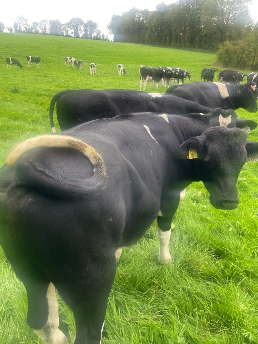 30 British Friesian Calves - Image 2