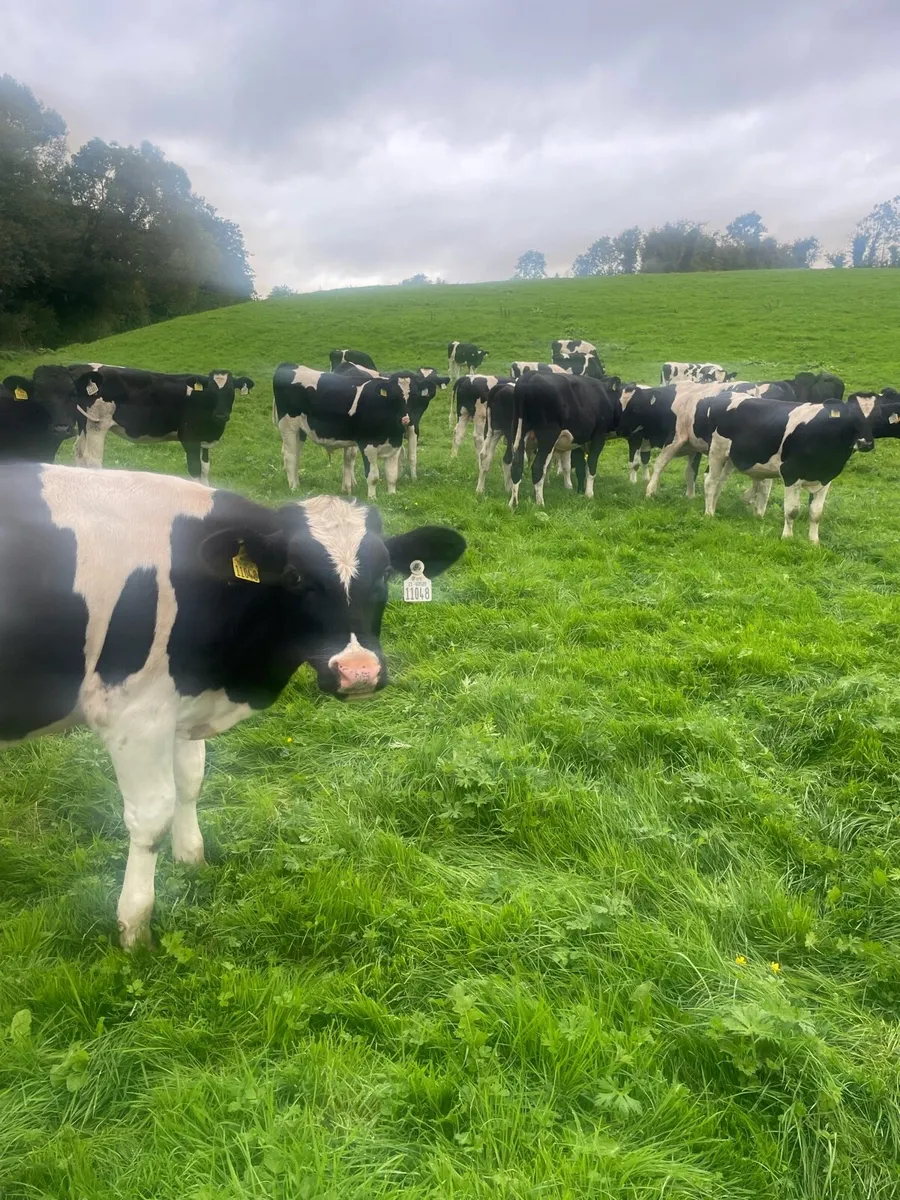 30 British Friesian Calves - Image 3