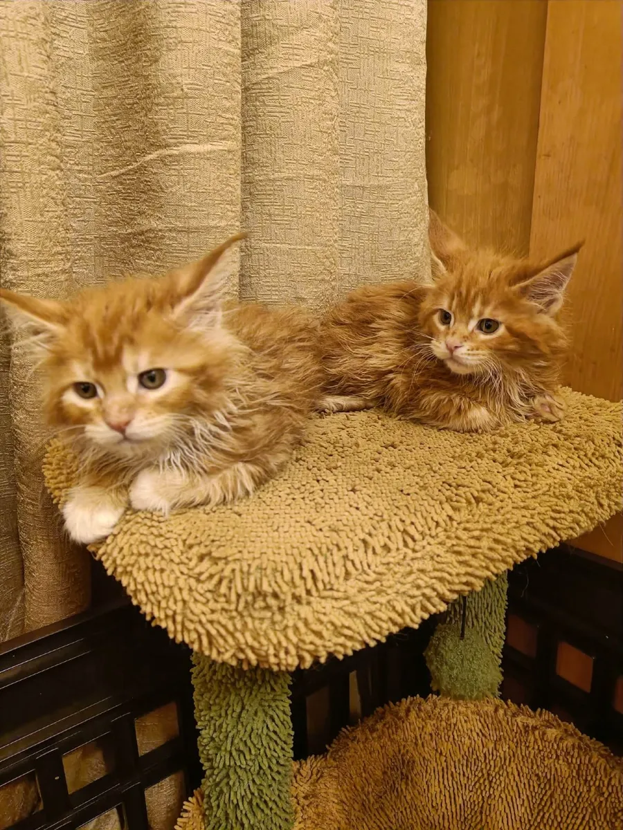 Maine Coon kittensWCF registered are for sale - Image 1