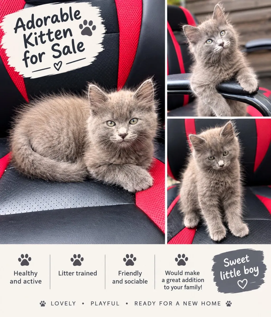 Kittens - Image 1