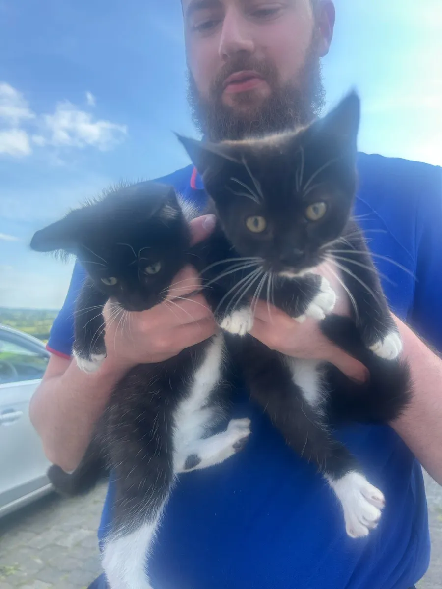 Beautiful kittens - Image 1