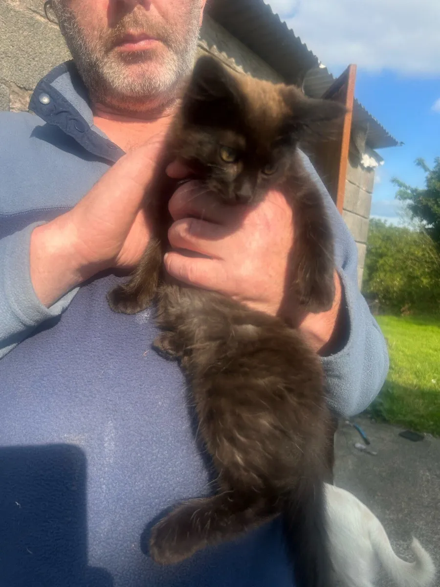 Beautiful kittens - Image 3