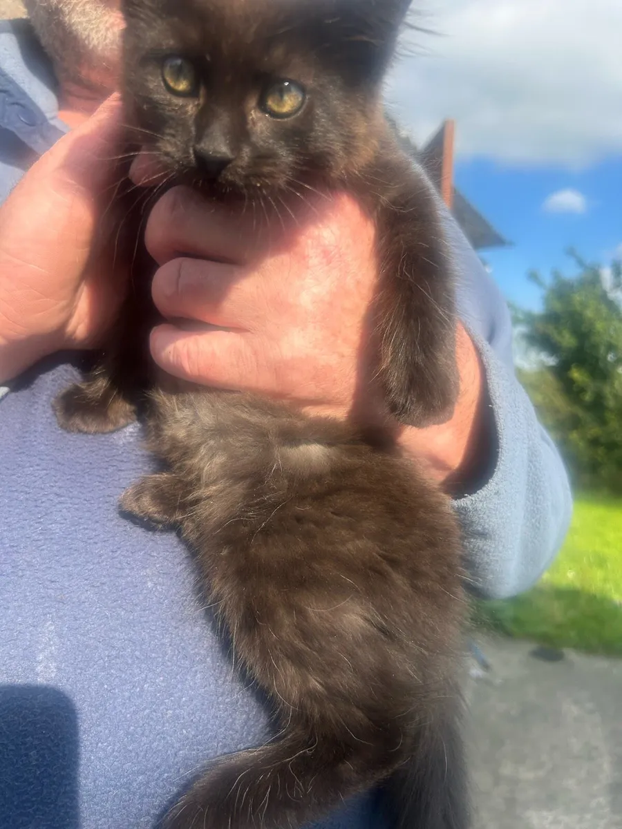 Beautiful kittens - Image 4