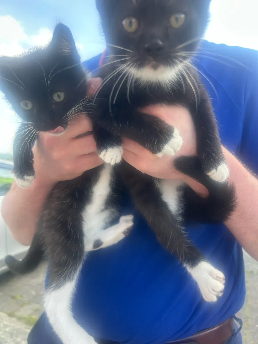 Beautiful kittens - Image 2