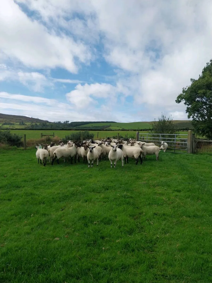 🔥 Ewes and Hoggets 🔥 - Image 2