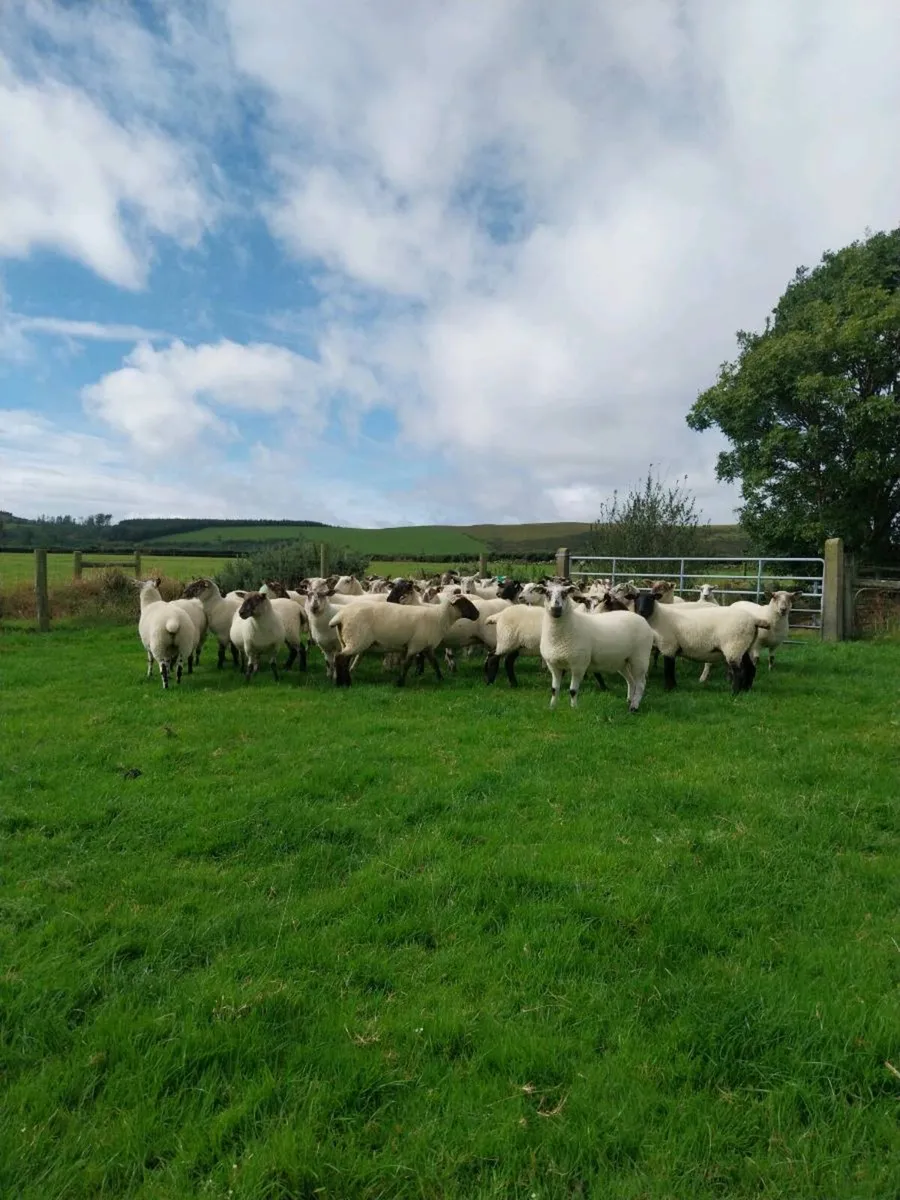 🔥 Ewes and Hoggets 🔥 - Image 1