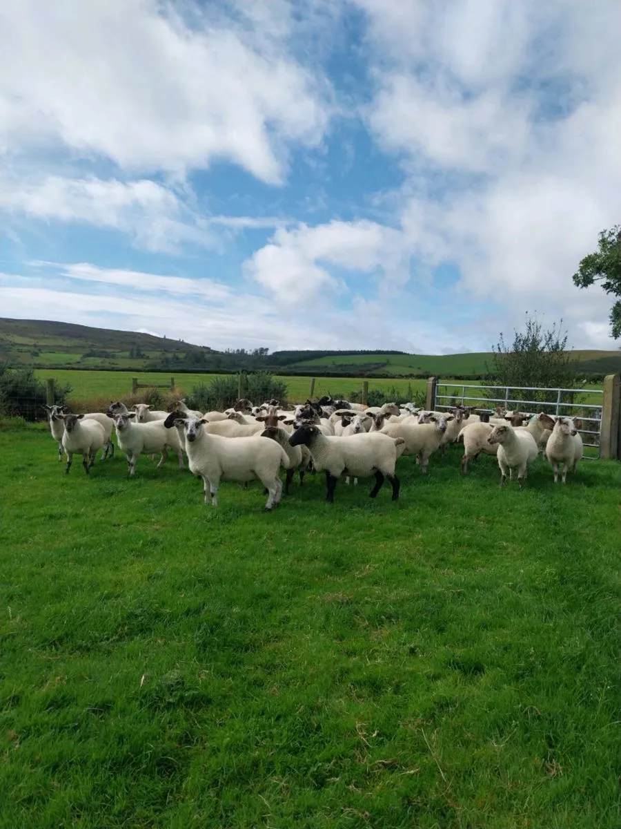 🔥 Ewes and Hoggets 🔥 - Image 3