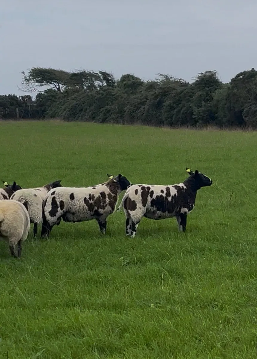 Dutch spotted registered ewe and ram lambs, hogget - Image 1