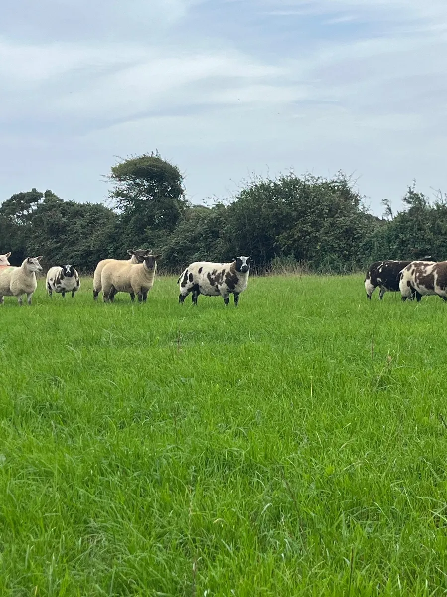 Dutch spotted registered ewe and ram lambs, hogget - Image 4