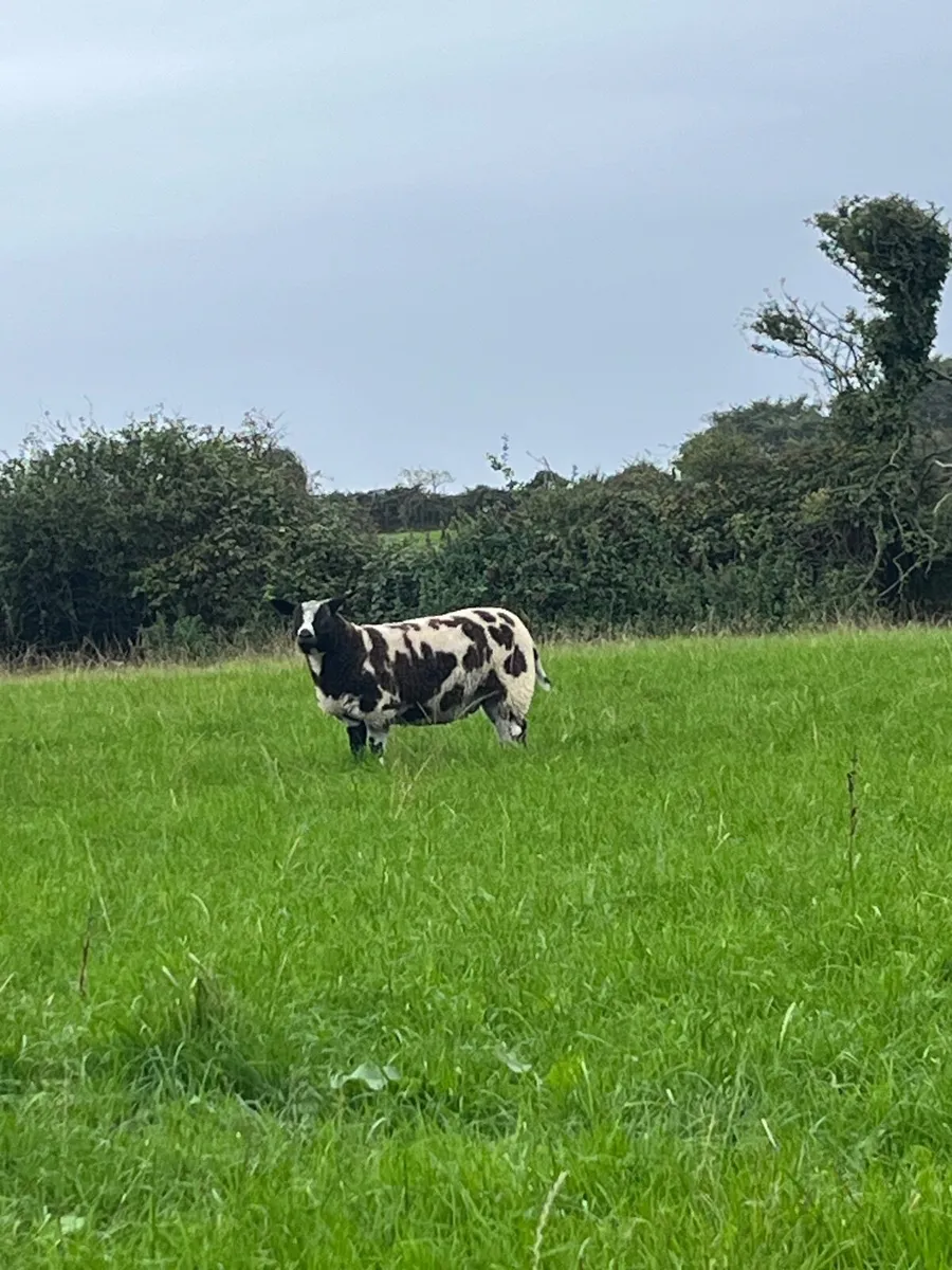 Dutch spotted registered ewe and ram lambs, hogget - Image 2