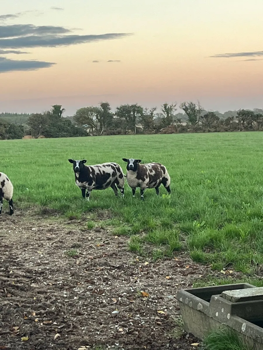 Dutch spotted registered ewe and ram lambs, hogget - Image 3
