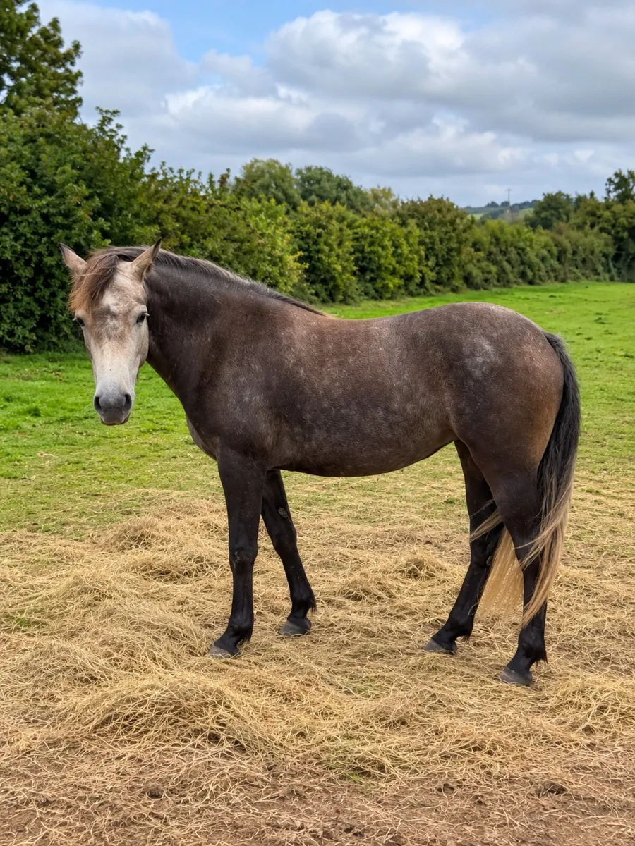 Connemara - Image 1