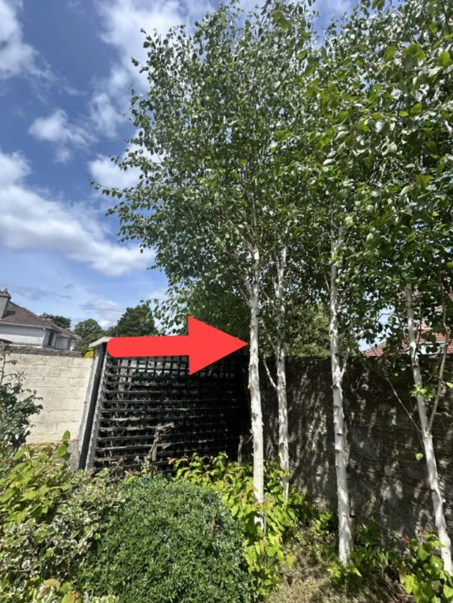 Tall straight Silver Birch tree - Image 2