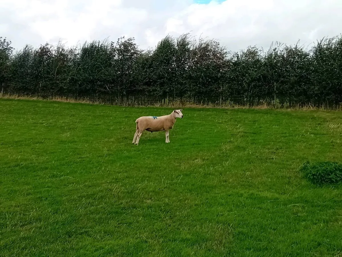 ☆☆Aberfield hoggets☆☆ - Image 4