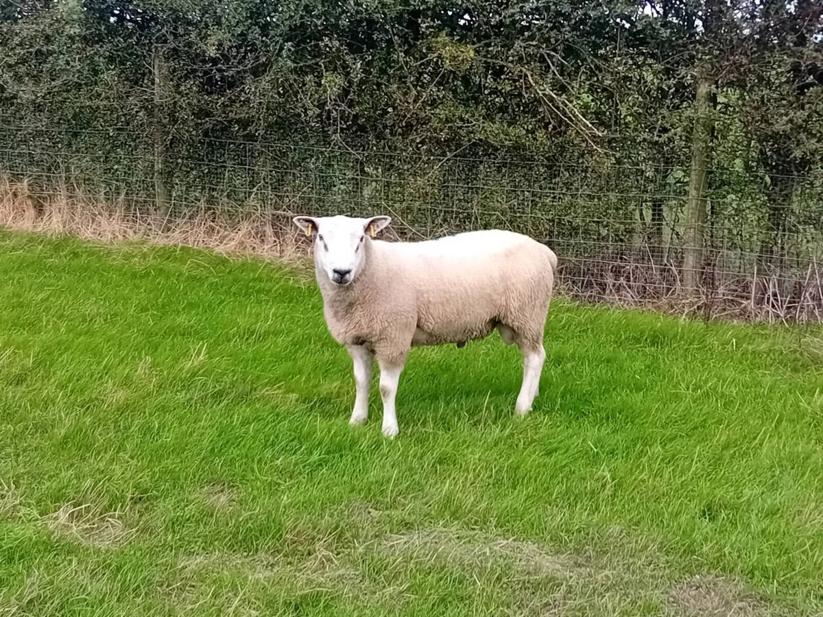 ☆☆Aberfield hoggets☆☆ - Image 3