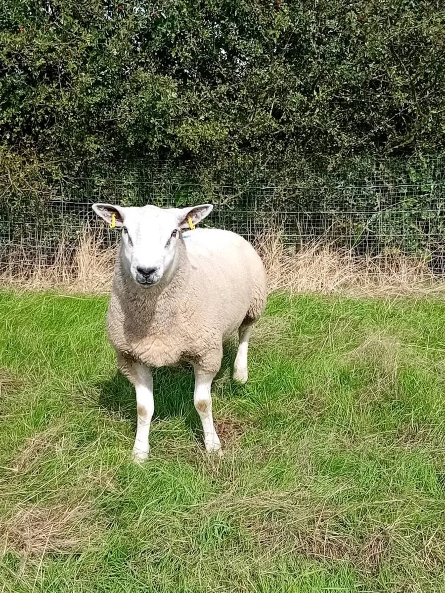 ☆☆Aberfield hoggets☆☆ - Image 2