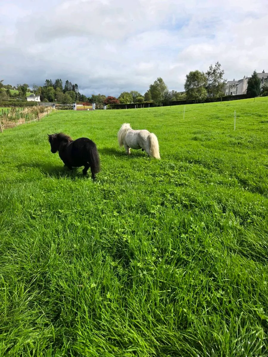 Miniature Ponies - Image 2