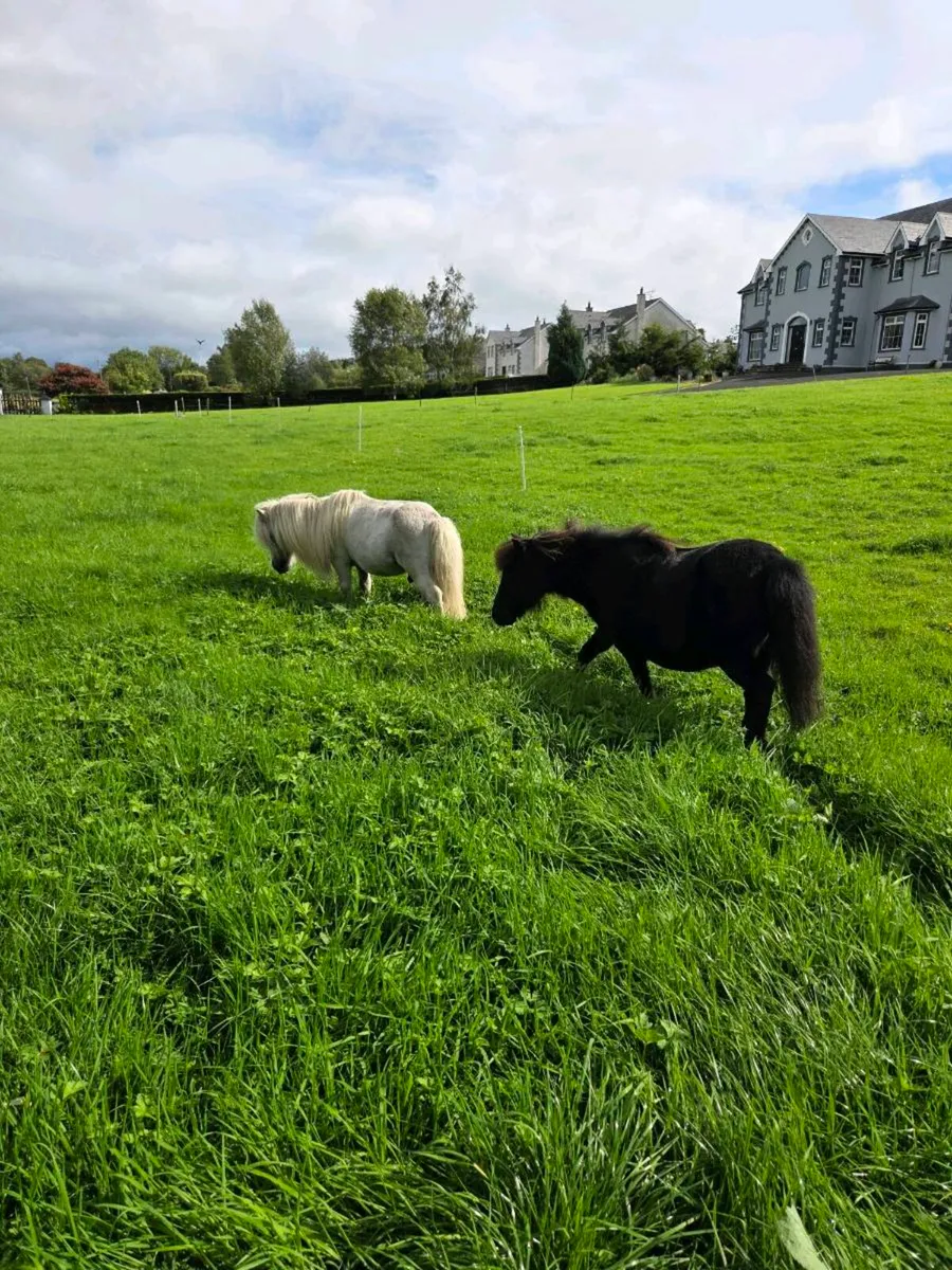 Miniature Ponies - Image 3
