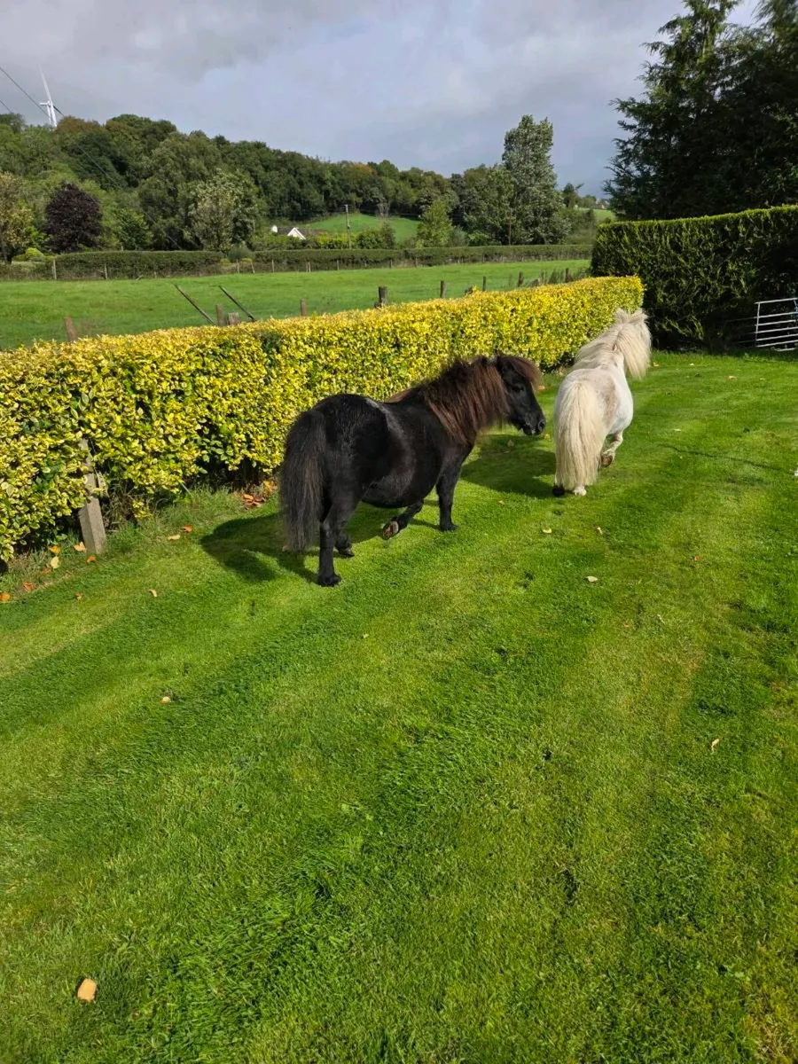 Miniature Ponies - Image 4