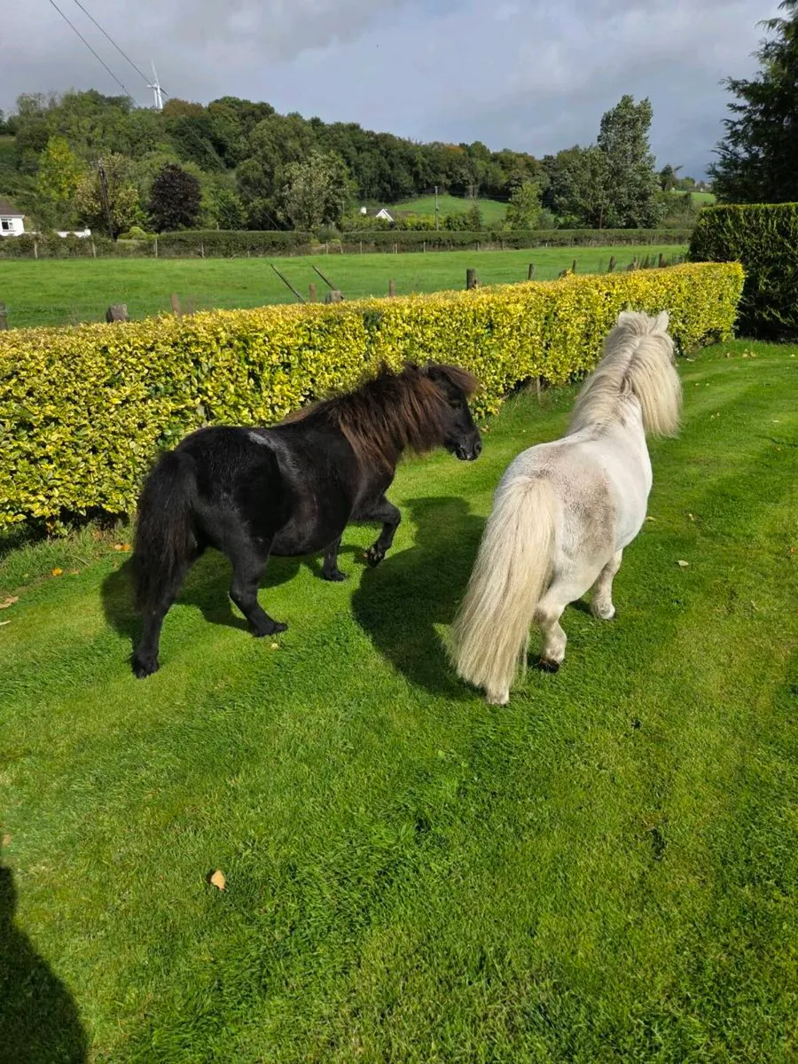 Miniature Ponies - Image 1