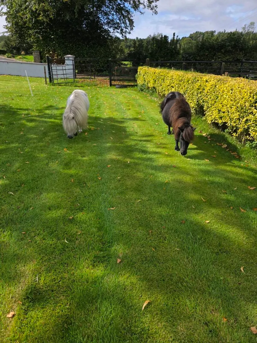 Miniature Ponies - Image 3