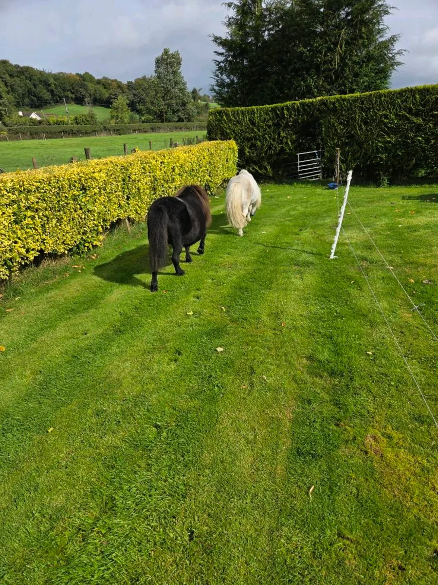 Miniature Ponies - Image 2