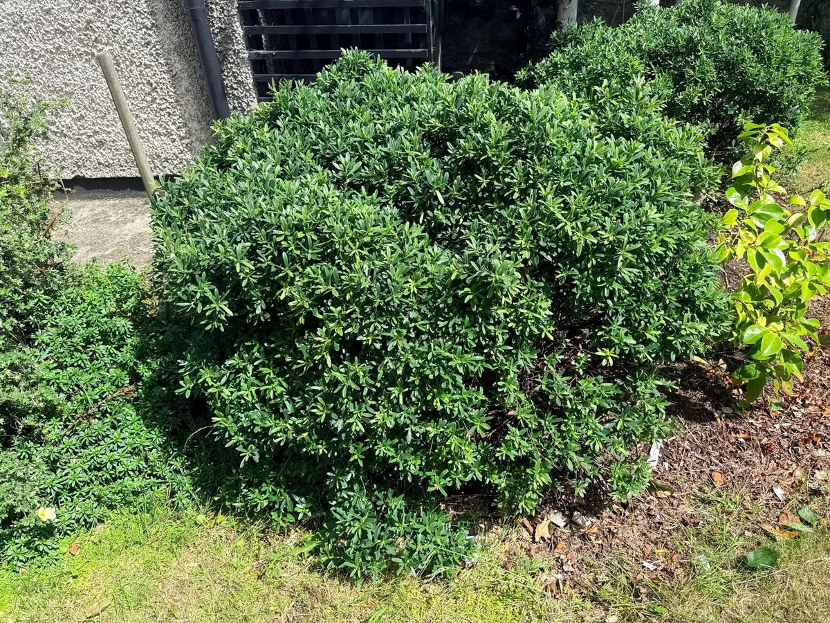 2 established garden shrubs for sale - Image 1
