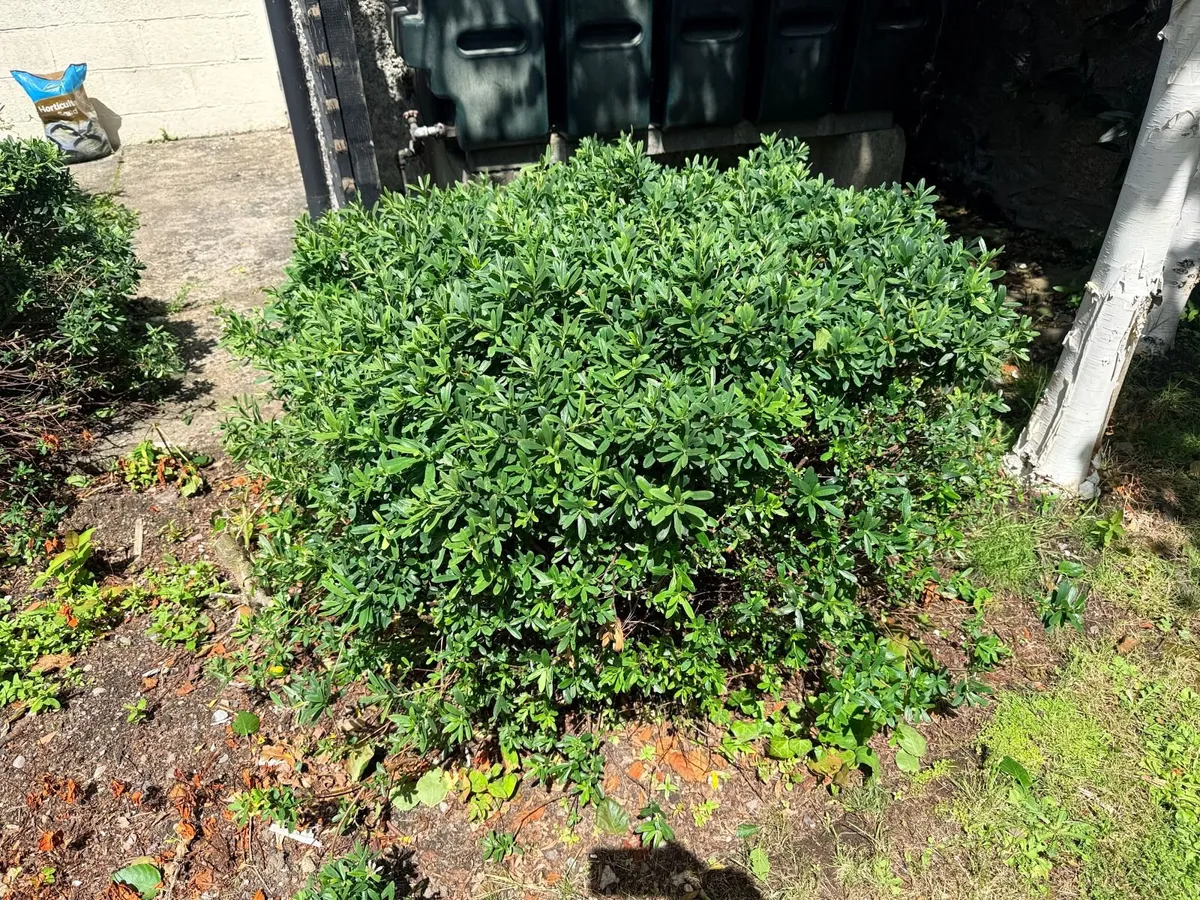 2 established garden shrubs for sale - Image 2