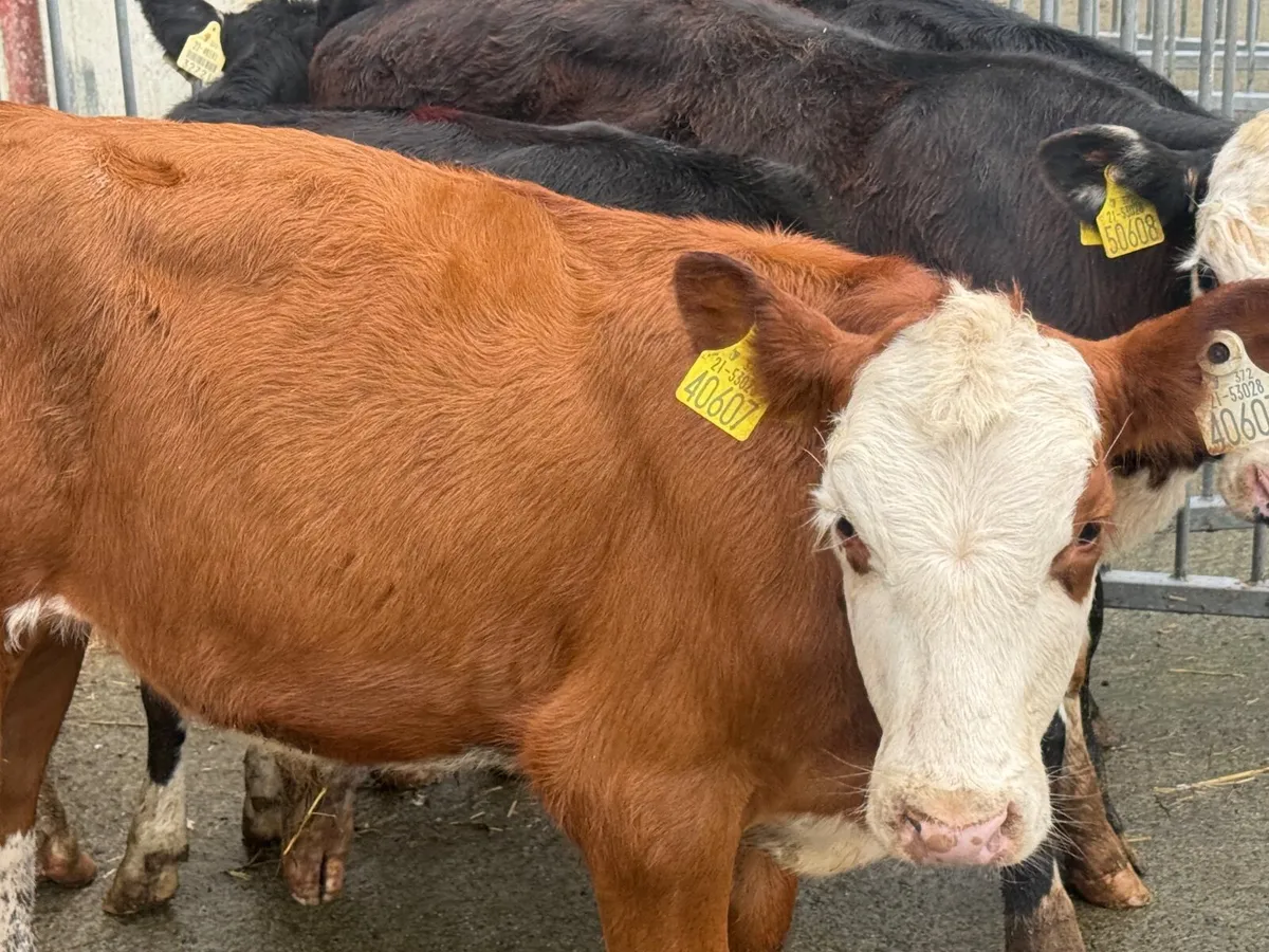 5 HEREFORD WEANLINGS - Image 1