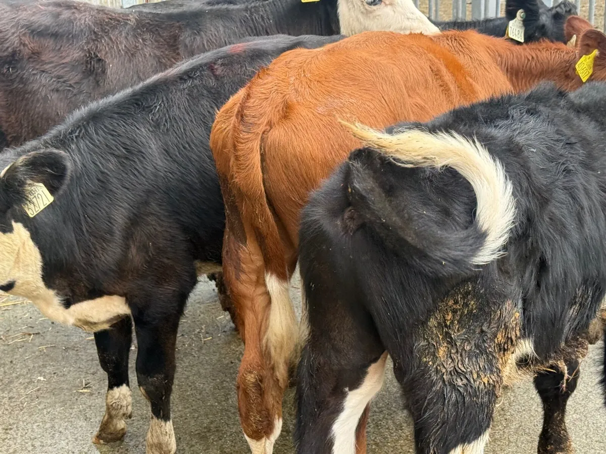 5 HEREFORD WEANLINGS - Image 4