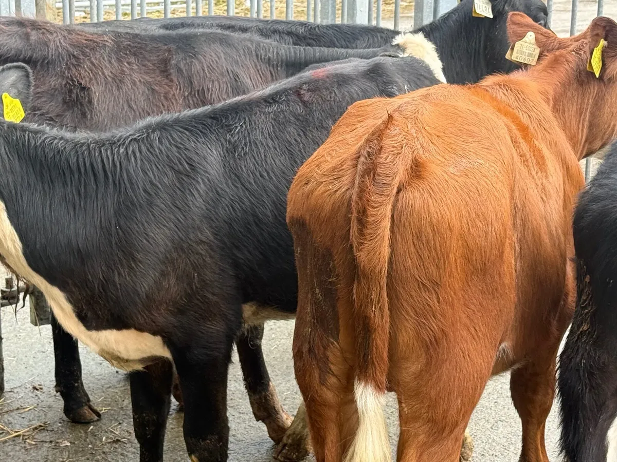 5 HEREFORD WEANLINGS - Image 3