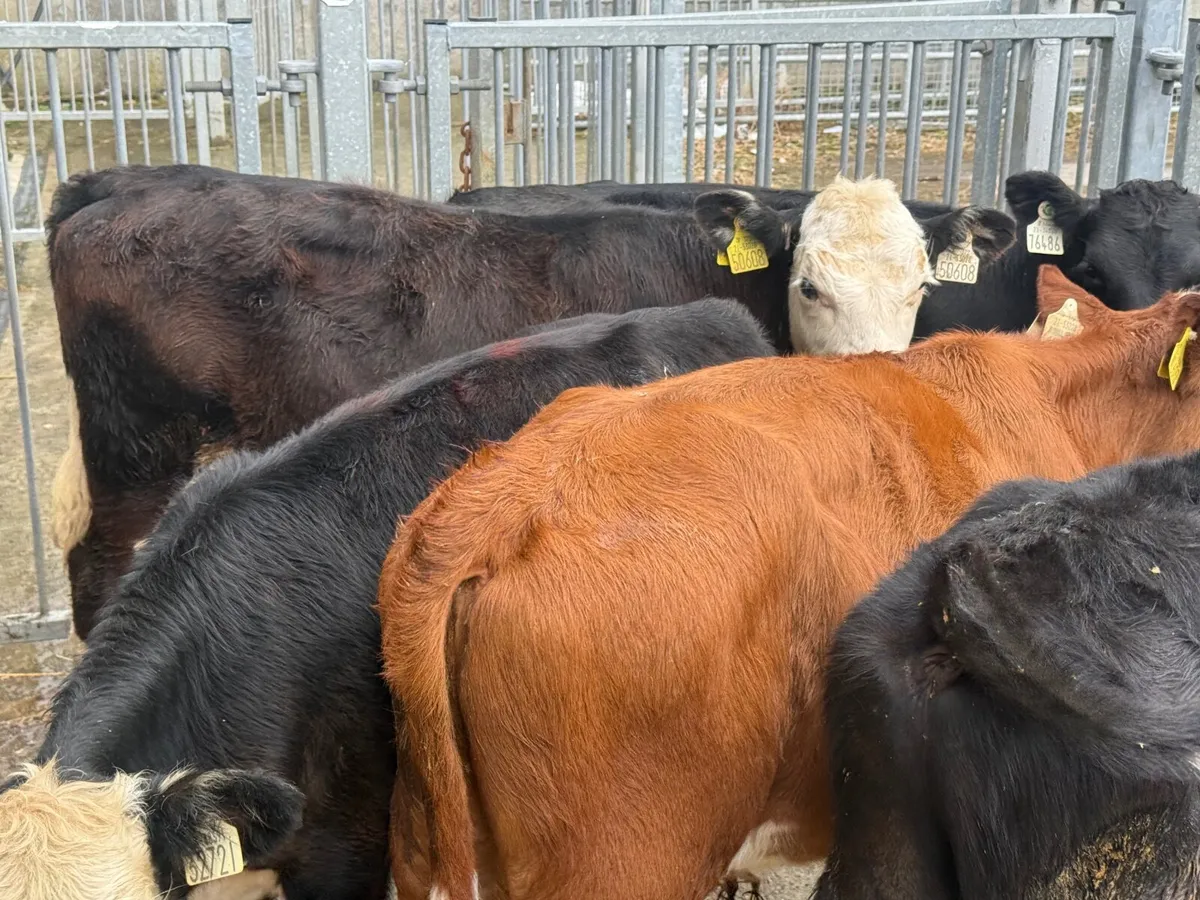 5 HEREFORD WEANLINGS - Image 2