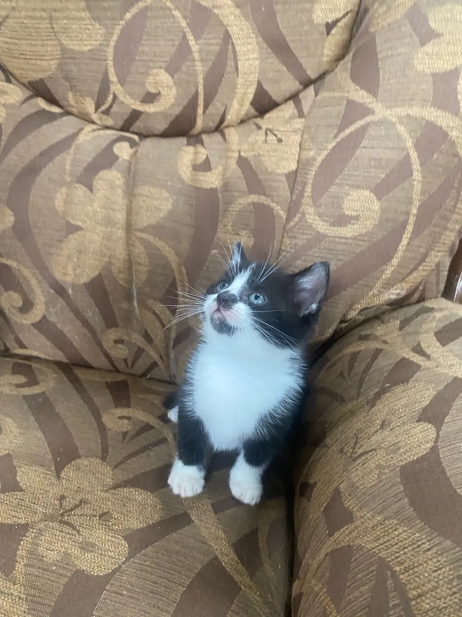 Kittens - Image 2