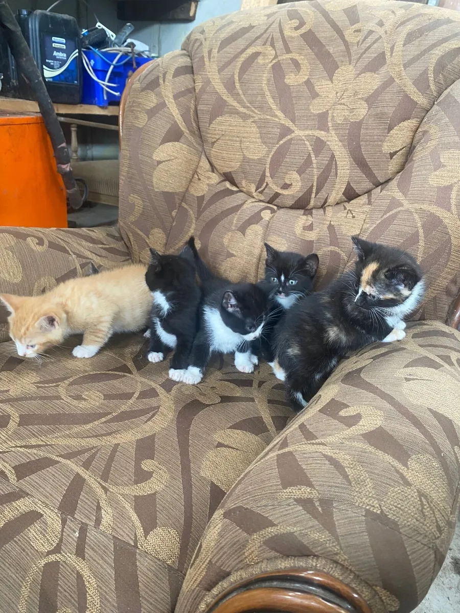 Kittens - Image 1