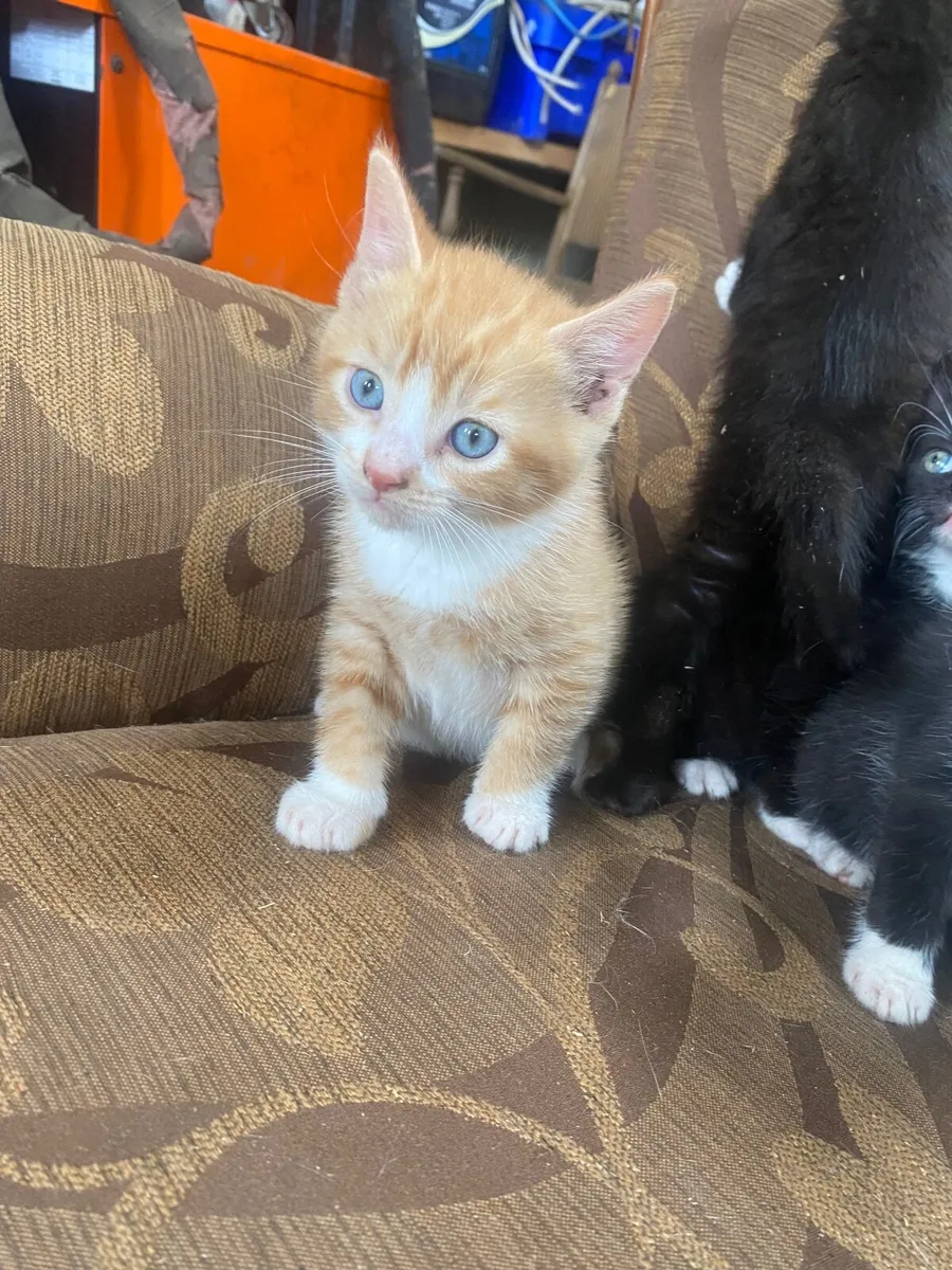 Kittens - Image 3