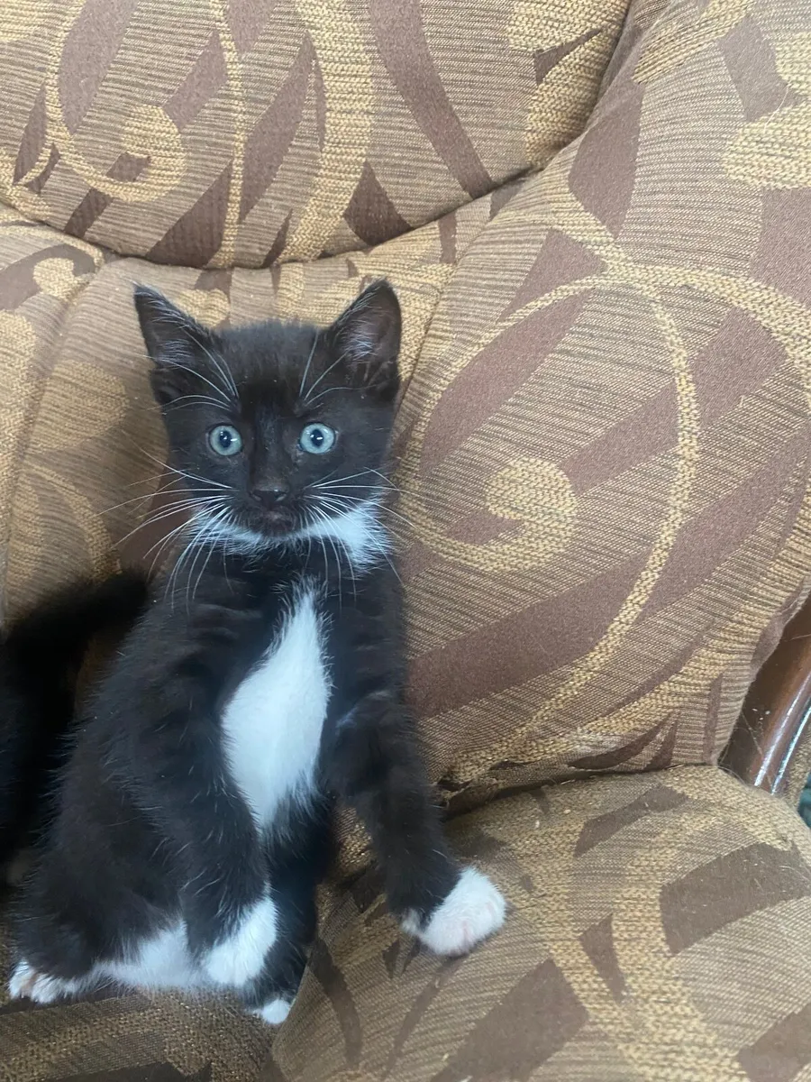 Kittens - Image 3