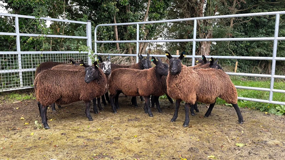 Ewe lambs BL X DS X BT - Image 1