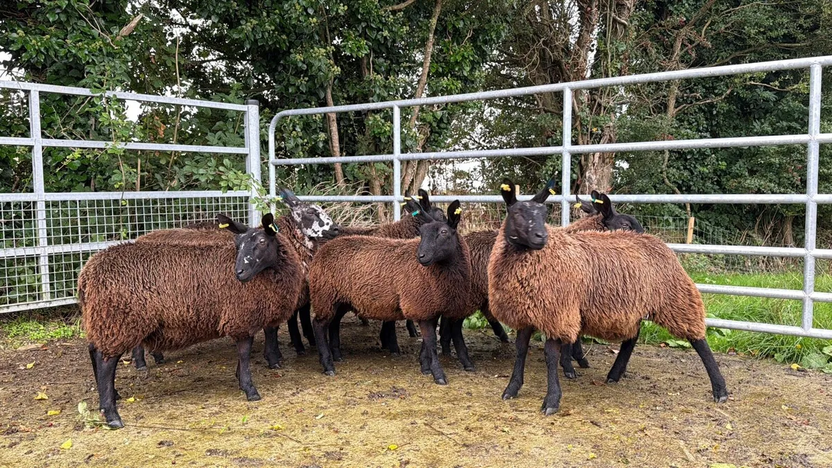 Ewe lambs BL X DS X BT - Image 2