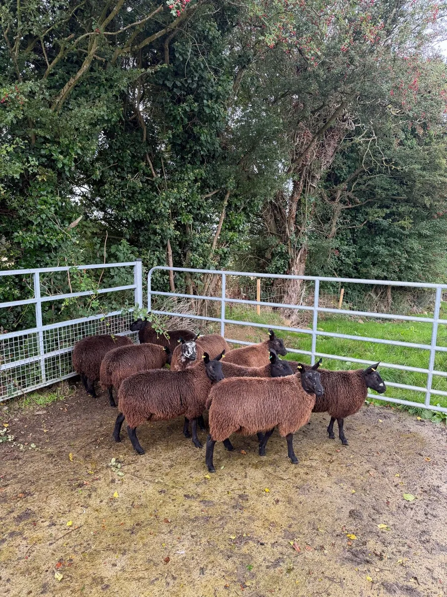 Ewe lambs BL X DS X BT - Image 3