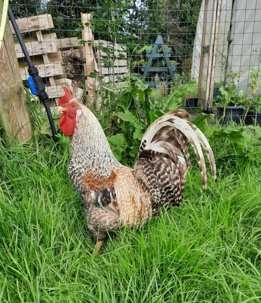 Poultry Hatching eggs and chicks - Image 1
