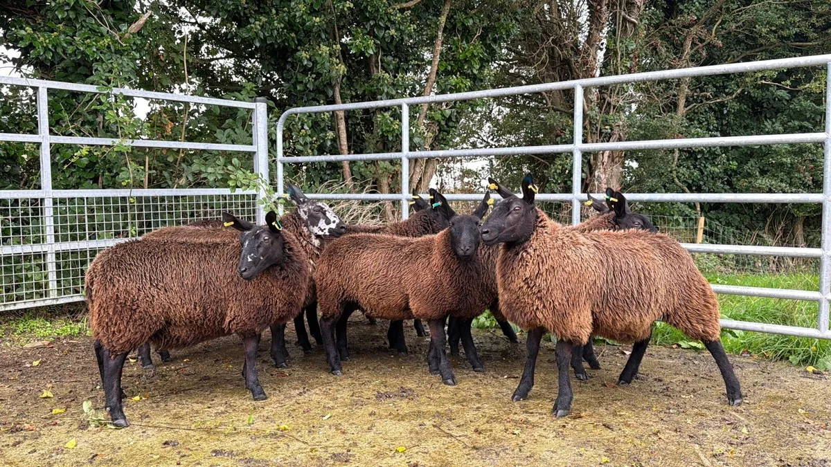 Ewe lambs BL X DS X BT - Image 4