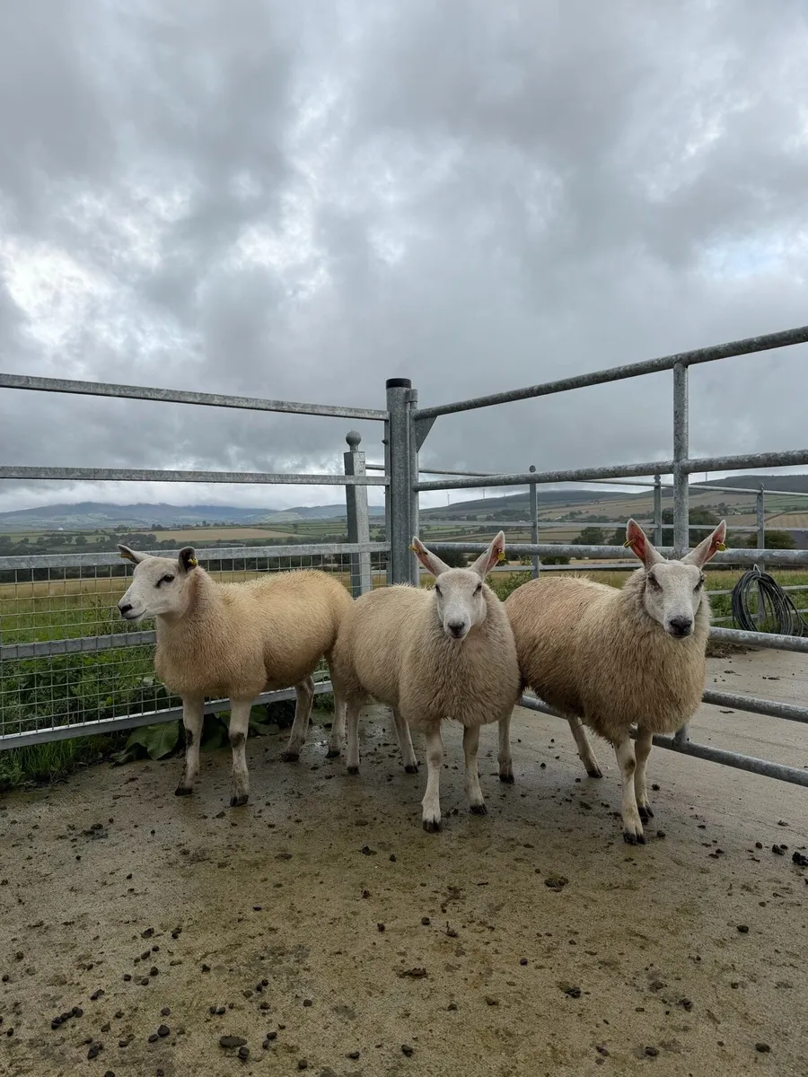 Ewe lambs Dutch Spotted Blue Texel x BL - Image 1